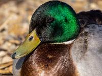 Stockente Männchen Portrait